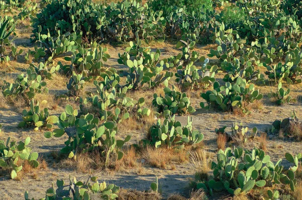 Prickly Pear cactus field — Stock Photo, Image