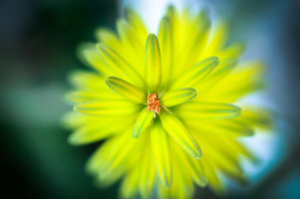Крупним Планом Жовта Квітка Алое Вера — стокове фото