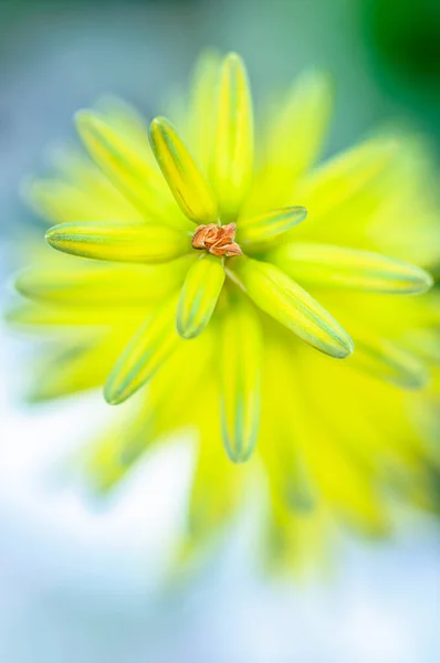 Close Van Een Gele Aloë Vera Bloem — Stockfoto