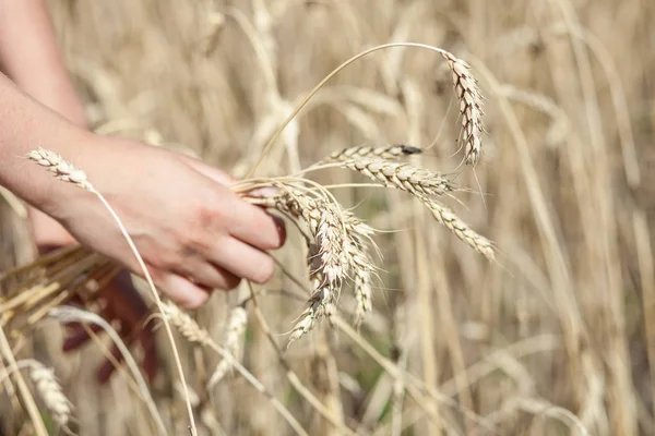 elinde buğday kulaklar. hasat kavramı