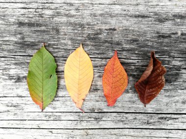 yaprakları farklı renkleri vardır. solan