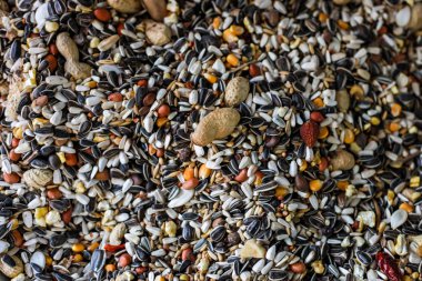 Tahıllar yem için. Tarım