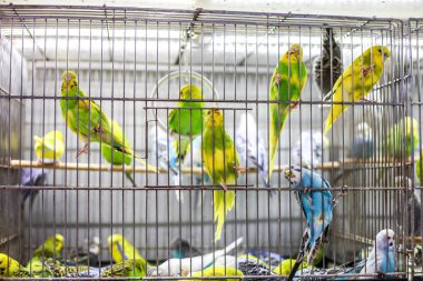 muhabbet kuşu bir kafes içinde bir sürü.