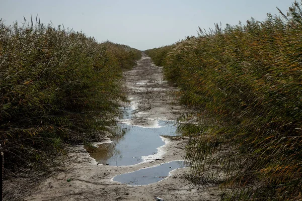 Kurutulmuş su kanalı boyunca ürün