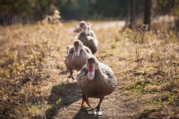 Evcil ördekler birbirini takip