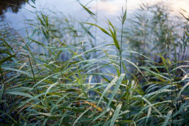 yağmur sonra çim Snail