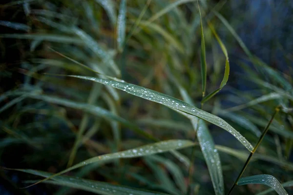 yağmur sonra çim Snail