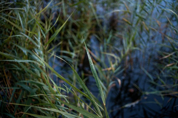 Yeşil çimenlerin üzerinde pırıltılı damla yağmur