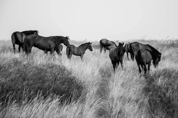 Cavalos no campo — Fotografia de Stock