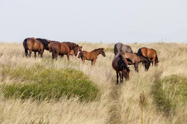 Manada de cavalos selvagens no campo — Fotografia de Stock