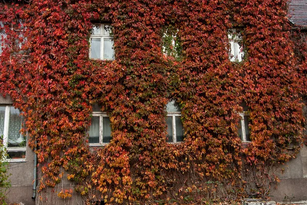 Bitkilerle büyümüş duvar