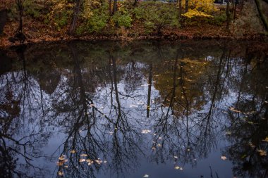 Sonbahar Orman yansıma su