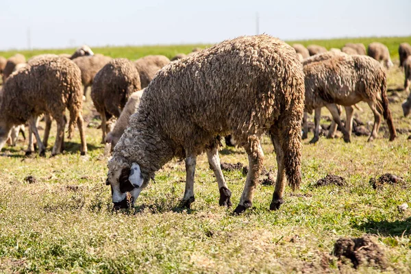 Koyun ve keçi mera üzerinde