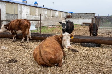 Açık ahırlarda inekler. Çiftlik hayvanları için ağıllar, çiftlik hayvanları için kafesler.