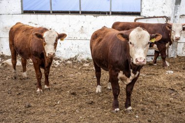 Çiftlikteki inekler ahırda. Sığır fabrikasındaki sığır ve boğaların eti.