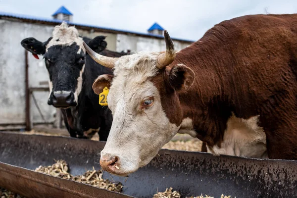 Çiftlikteki inekler ahırda. Sığır fabrikasındaki sığır ve boğaların eti.