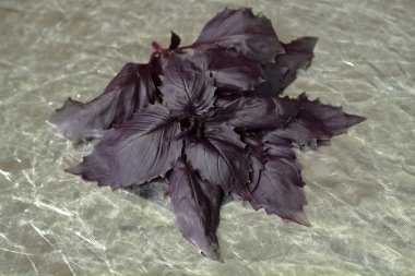 Gri gümüş bir arka plan üzerinde leylak fesleğen mor yaprakları bir demet