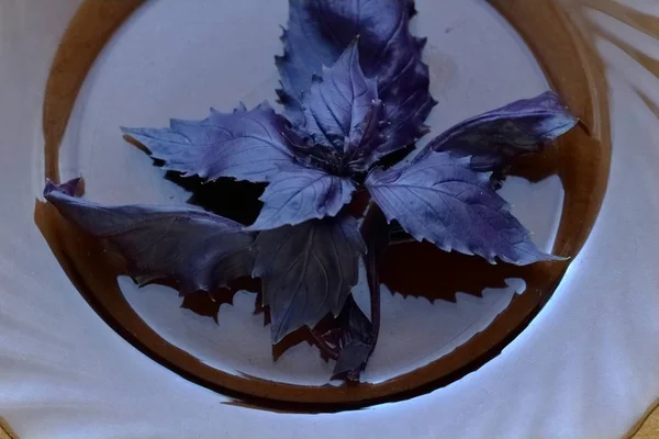 A bunch of purple leaves of lilac basil on a plate