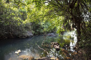 tropikal doğa ve nehir. Asya doğa, fauna, bitki örtüsü ağaçlar ve otlar. Yaz aylarında yeşil orman