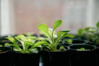 Bir pencere üzerinde büyüyen taze domates fidanları. Bir pencerede plastik tepsilerde biber ve domates fidanları. Genç bahar lahanası evde büyür