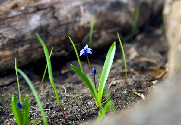 Een groot beeld van een jonge bloeiende bloem. Het concept van bloei, lente, nieuw leven en natuurlijke schoonheid — Stockfoto