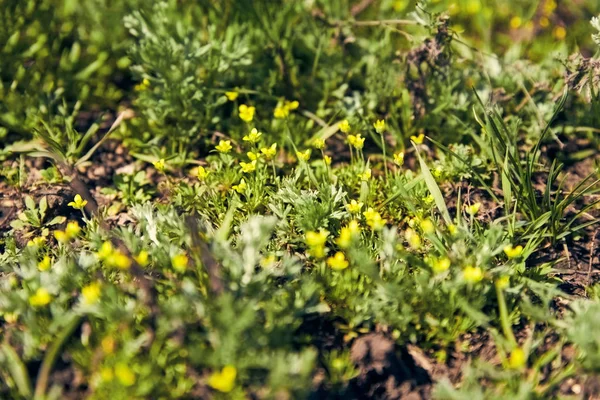 Ormanda Sunny çim üzerinde yeşil bahar çim arasında küçük sarı çiçekler — Stok fotoğraf