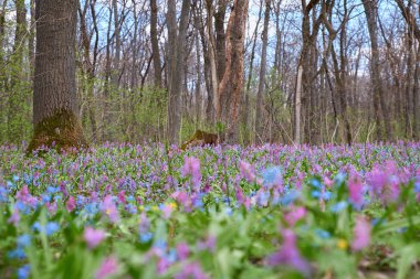 Ormanın ortasında çiçek açan çimler. Bahar ve ilk çiçekler