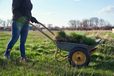 Sıcak ceketli bir kadın, çim taşıyan bir el arabası kullanıyor. Çim ekme süreci ve bahçe arazisi darbesi. Sebze bahçesinde çimenli tramvay