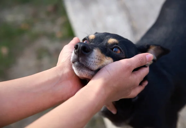Terrier köpeği tutan kadın elleri. Kulakları tutan bir adamın ellerine sahip yaratıcı bir hayvan.