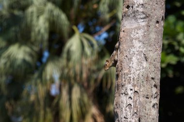 Goa turist Parkı palmiye ağacı üzerinde oturan küçük sevimli Sincap. Kemirgen insanlardan korkmaz ve Panaji'de palmiye ağaçlarının dallarına atlar.