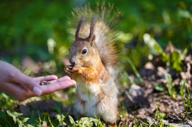Zencefil sincap insan tohumları elinden alır
