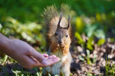 Zencefil sincap insan tohumları elinden alır