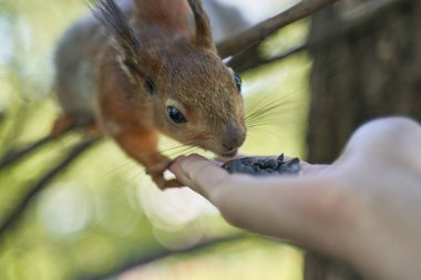 Zencefil sincap insan tohumları elinden alır