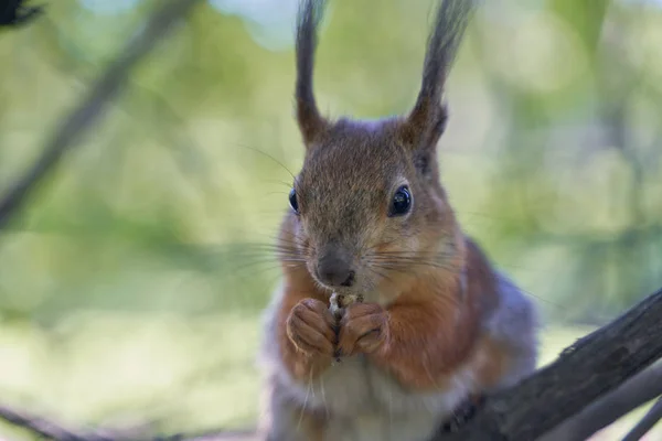 Esquilo de gengibre toma de mãos de sementes humanas — Fotografia de Stock