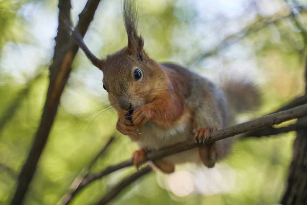 Esquilo de gengibre toma de mãos de sementes humanas — Fotografia de Stock