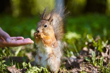 Zencefil sincap insan tohumları elinden alır
