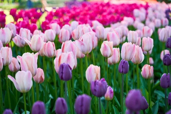 Champ de fleurs tulipes colorées dans le parc botanique — Photo