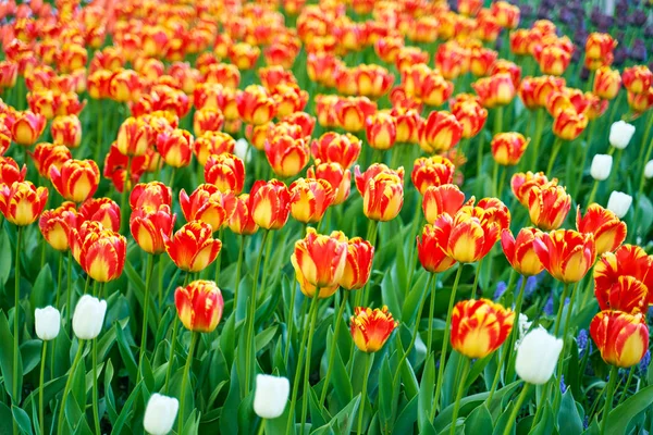 Champ de fleurs tulipes colorées dans le parc botanique — Photo