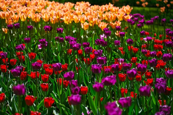 Festiwal tulipan oświetlony słońcem w parku — Zdjęcie stockowe