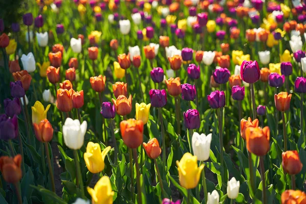 Domaine des tulipes à fleurs colorées dans le parc botanique — Photo