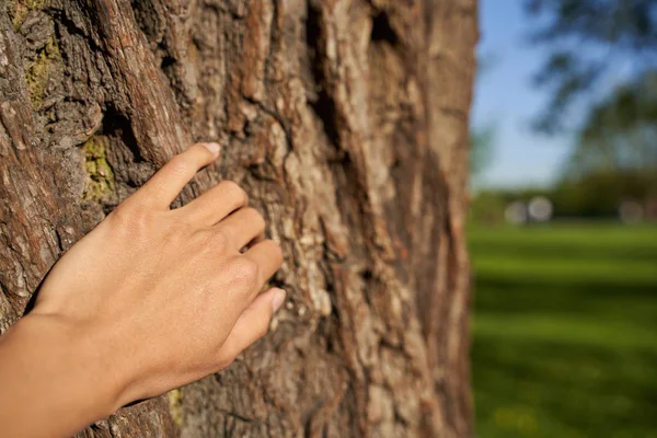 Woman hand touches tree bark, wraps it by fingers