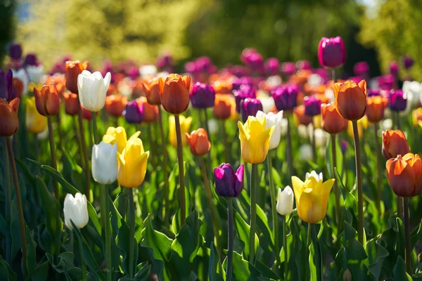 Champ de fleurs tulipes colorées dans le parc botanique — Photo