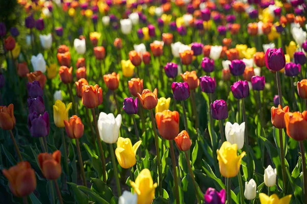 Domaine des tulipes à fleurs colorées dans le parc botanique — Photo