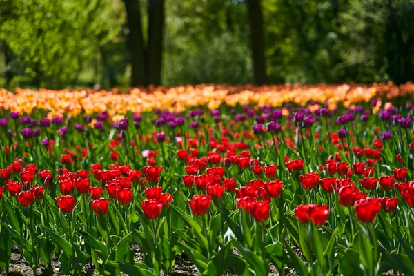 Festival des tulipes illuminé par le soleil dans le parc — Photo