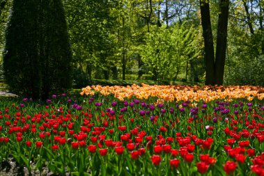 İlk açan lale çiçeklerinin bütün bir alanı.