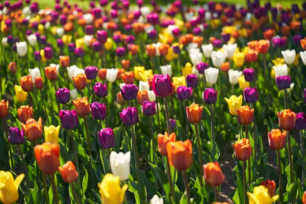 Domaine des tulipes à fleurs colorées dans le parc botanique — Photo