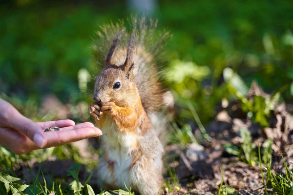Écureuil roux prend des mains de graines humaines — Photo