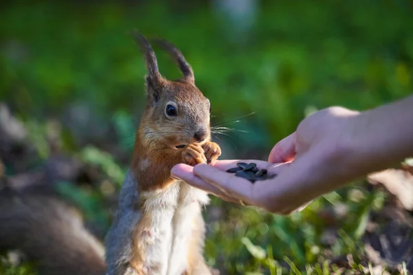 Ginger squirrel takes from hands of human seeds — Stock Photo, Image