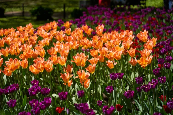 Tulip festival illuminated by sunshine in park