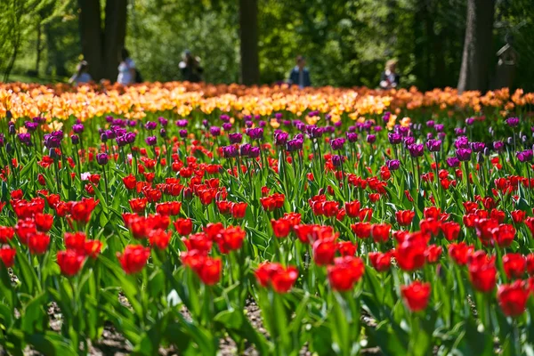 Tulip festival illuminated by sunshine in park